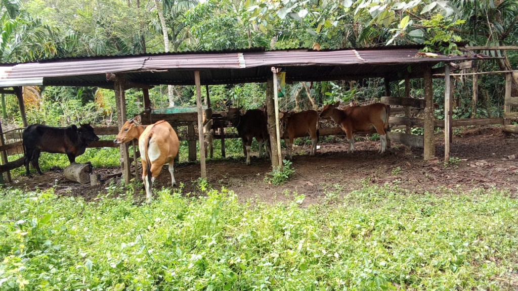 Peternakan Sapi BUMDES Rakal Jaya