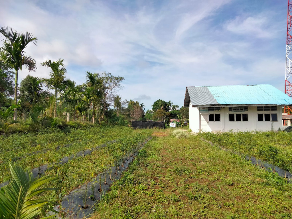 Lahan PKK Kampung Blang Rakal